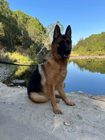 German Shepherd Dog for sale by JADINE