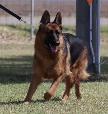 German Shepherd Dog for sale by JADINE