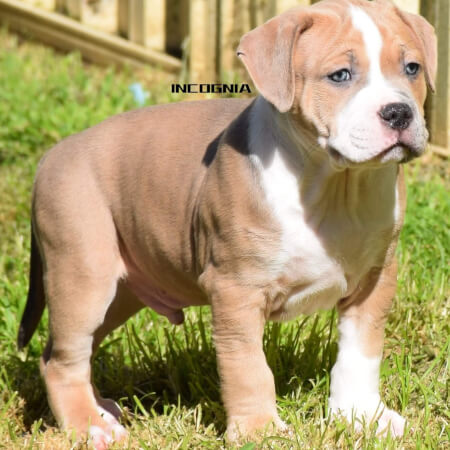 American Staffordshire Terrier for sale by INCOGNIA