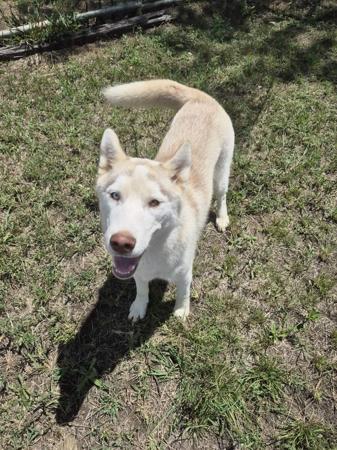 Siberian Husky puppy for sale by SLEDFORCE