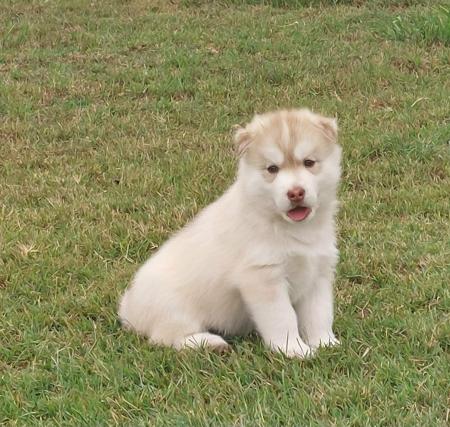 Siberian Husky puppy for sale by SLEDFORCE