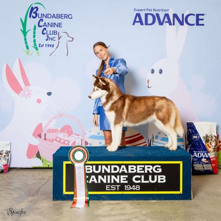 Siberian Husky for sale by SLEDFORCE