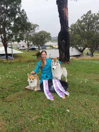 Siberian Husky for sale by SLEDFORCE