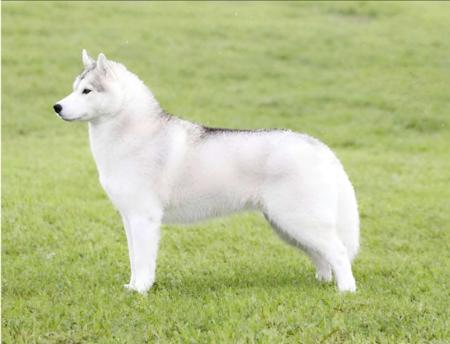 Siberian Husky for sale by SLEDFORCE