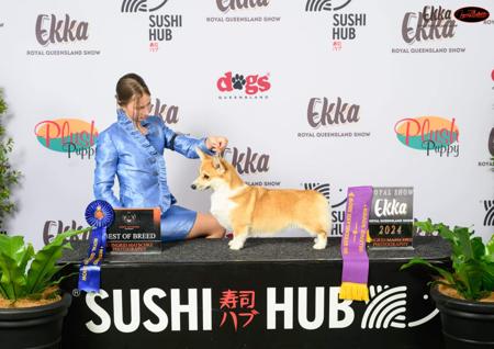 Siberian Husky for sale by SLEDFORCE