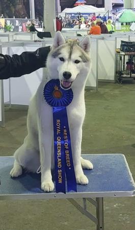 Siberian Husky for sale by SLEDFORCE