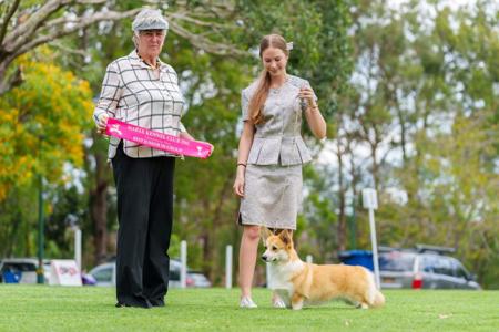 Cuuchin Time After Time Welsh Corgi (Pembroke)
