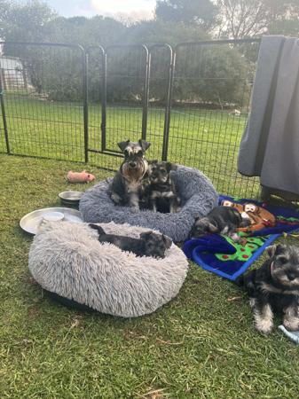 Schnauzer (Miniature) for sale by STANHAFT