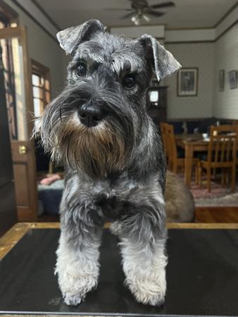 Schnauzer (Miniature) for sale by STANHAFT