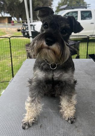 Schnauzer (Miniature) for sale by STANHAFT