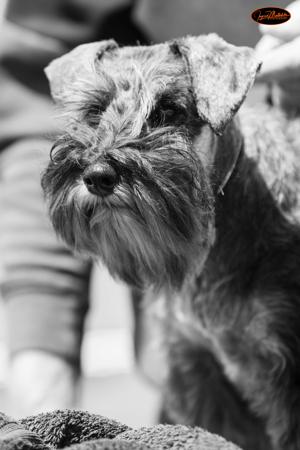 Schnauzer (Miniature) for sale by STANHAFT