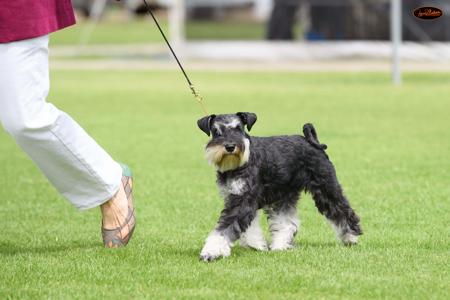 Schnauzer (Miniature) for sale by STANHAFT