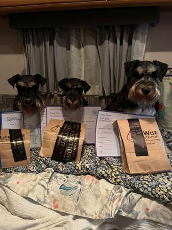 Schnauzer (Miniature) puppy for sale by STANHAFT2019