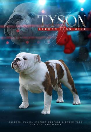 British Bulldog for sale by BEEMAN