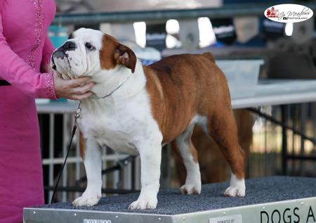 British Bulldog for sale by BEEMAN