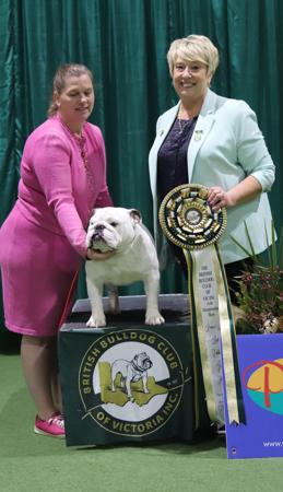 British Bulldog for sale by BEEMAN