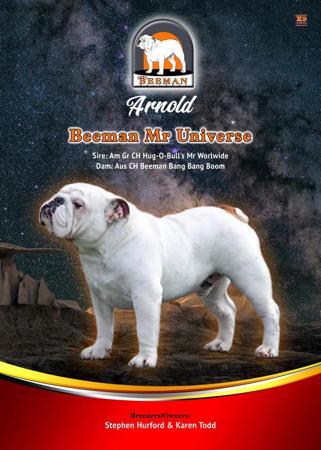 British Bulldog for sale by BEEMAN