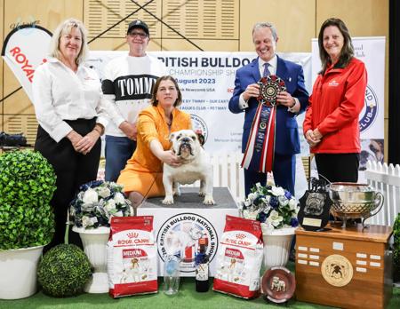 British Bulldog for sale by BEEMAN