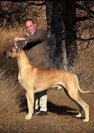 Great Dane for sale by BUBBLE1