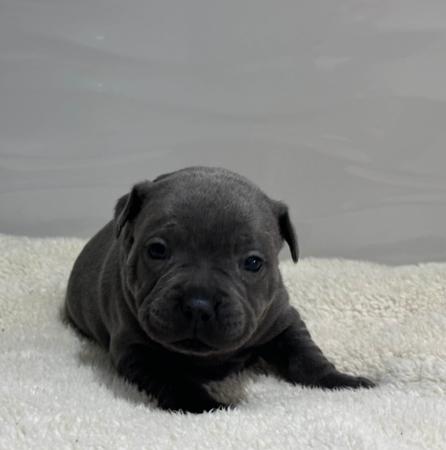 Staffordshire Bull Terrier puppy for sale by MANDYMOO