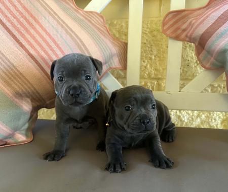 Staffordshire Bull Terrier puppy for sale by MANDYMOO