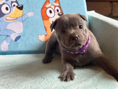 Staffordshire Bull Terrier puppy for sale by MANDYMOO