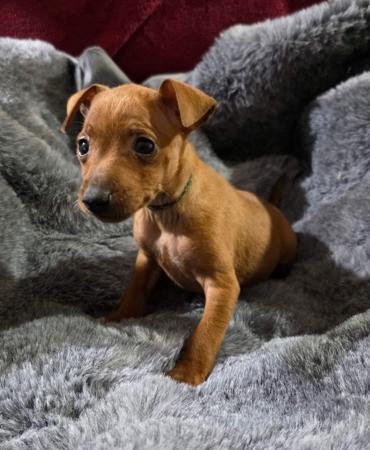 Miniature Pinscher puppy for sale by PALANA