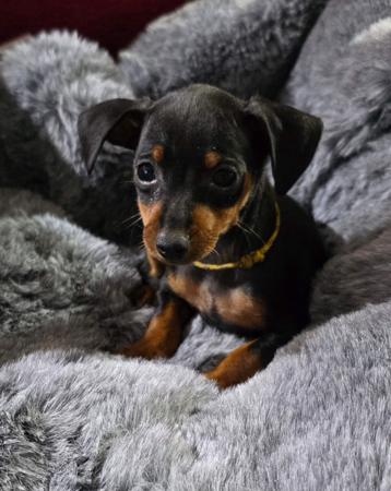 Miniature Pinscher puppy for sale by PALANA