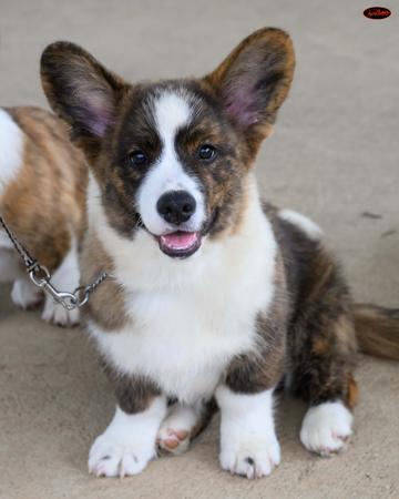Welsh Corgi (Cardigan) puppy for sale by AFONWEN