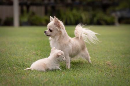 Chihuahua (Long Coat) for sale by KOLORKO