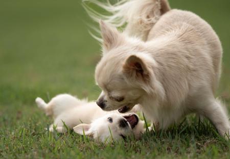 Chihuahua (Long Coat) for sale by KOLORKO