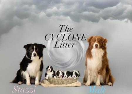 Border Collie for sale by KOLORKO