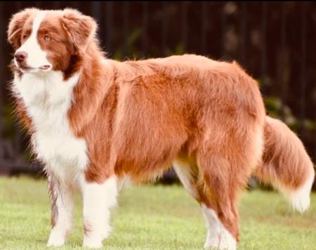 Border Collie for sale by KOLORKO