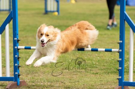 Border Collie for sale by KOLORKO