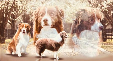 Border Collie for sale by KOLORKO