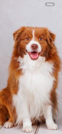 Border Collie for sale by KOLORKO