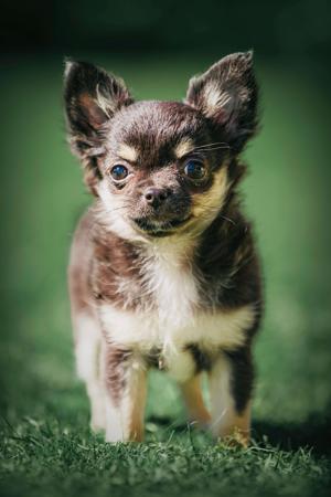 Chihuahua (Long Coat) for sale by KOLORKO