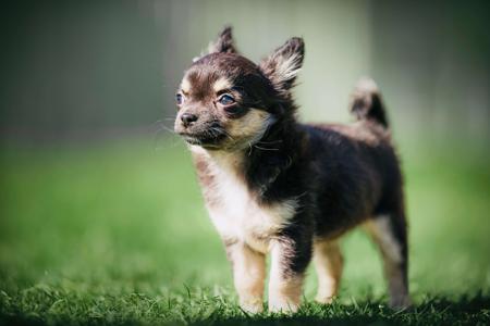 Chihuahua (Long Coat) for sale by KOLORKO