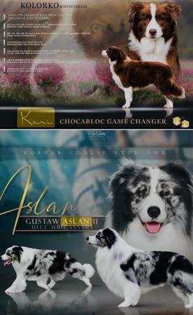 Border Collie for sale by KOLORKO2014