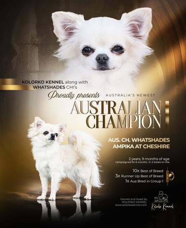 Chihuahua (Long Coat) for sale by KOLORKO2014