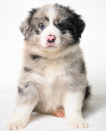 Border Collie puppy for sale by KOLORKO
