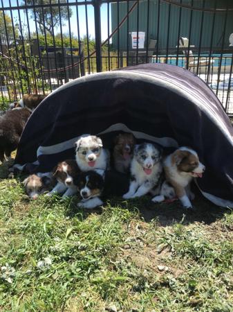 Border Collie for sale by SHELLANMAR