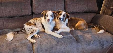 Border Collie for sale by SHELLANMAR