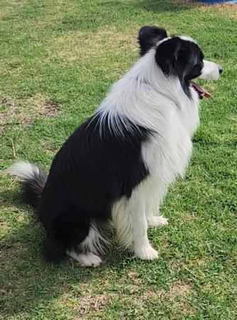 Border Collie for sale by SHELLANMAR