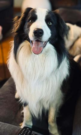 Border Collie for sale by SHELLANMAR
