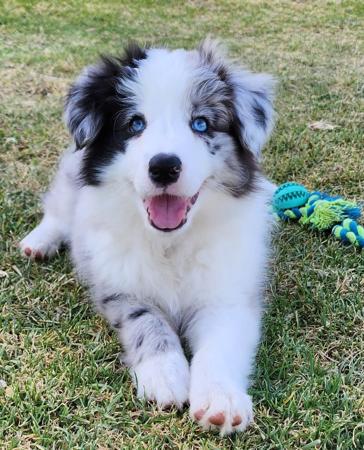 Border Collie for sale by SHELLANMAR