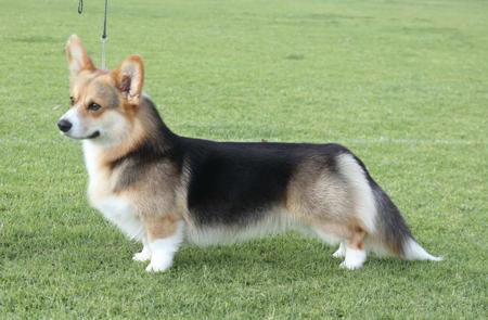 Aust Ch Dawco NoHeroes Amongst Thieves at Aziah (AI) Welsh Corgi (Pembroke)