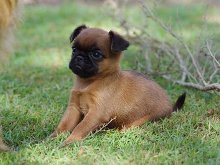 Griffon Bruxellois puppy for sale by WITTONGAPARK