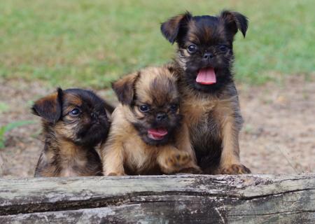 Griffon Bruxellois puppy for sale by WITTONGAPARK