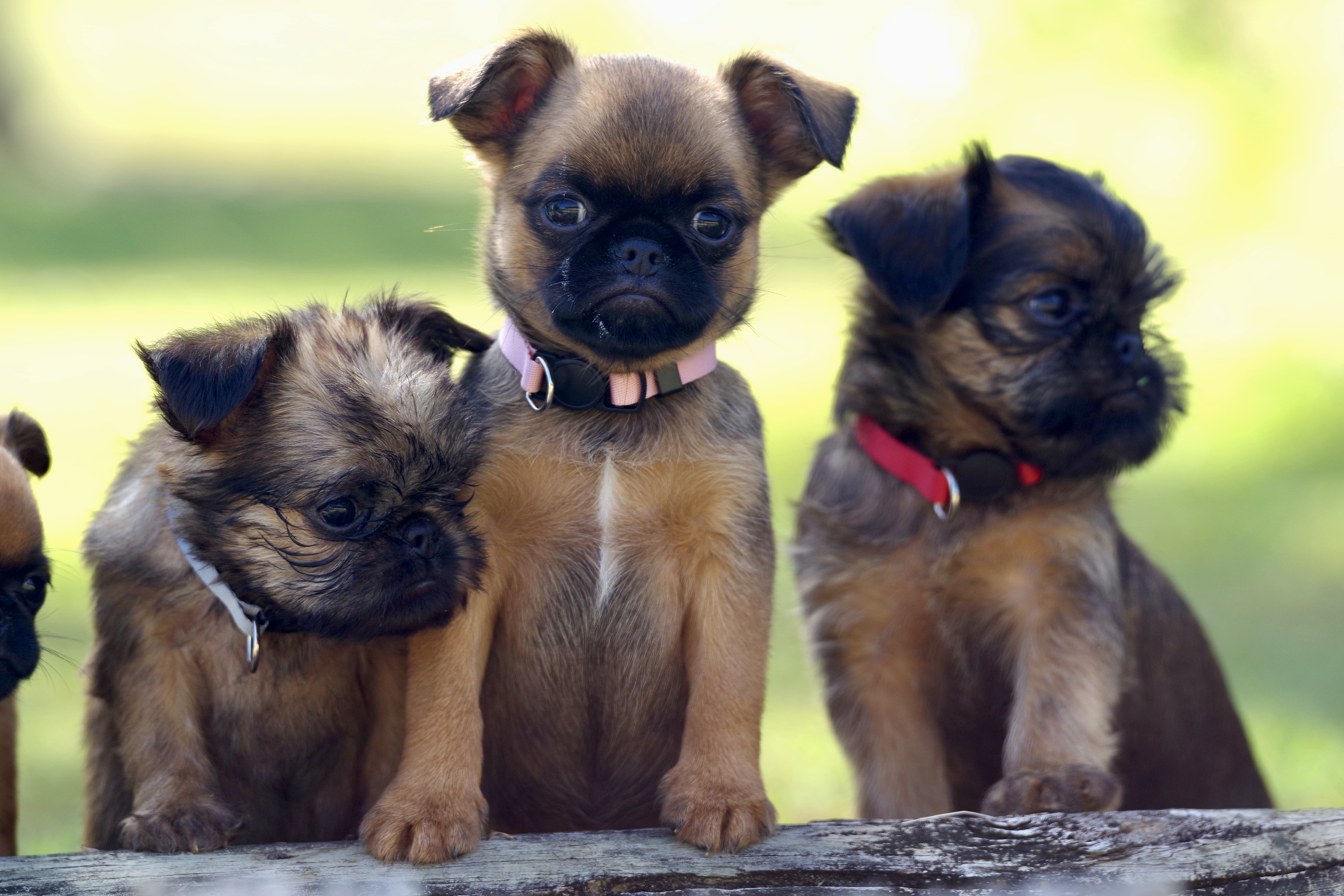 Griffon Bruxellois for sale by WITTONGAPARK